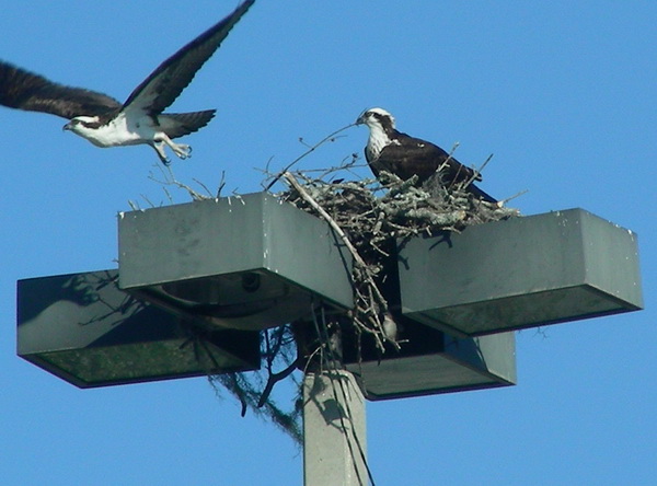 [kmart+osprey2.jpg]