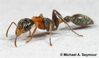 [Pseudomyrmex1credit_w200.jpg]