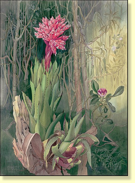 [aechmea+Rodgriguesiana.jpg]
