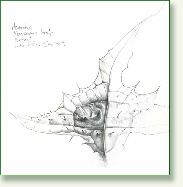 [detail+acanthus.jpg]