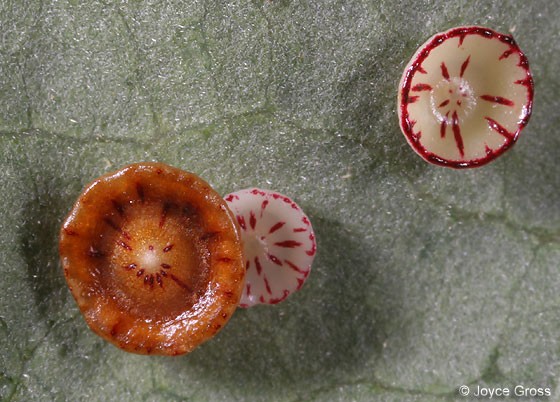 [disk+gall.jpg]
