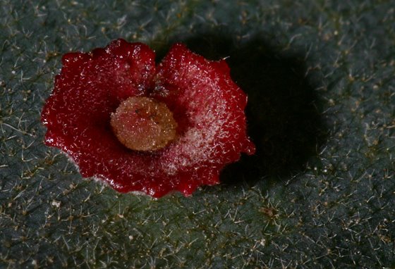 [saucer+gall.jpg]