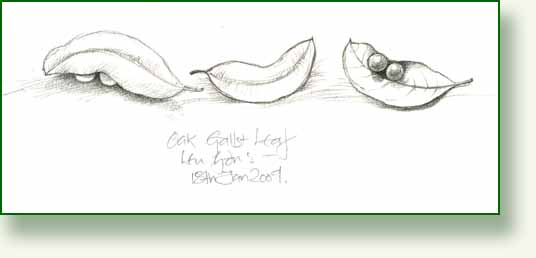 [oak+gall+sketches.jpg]