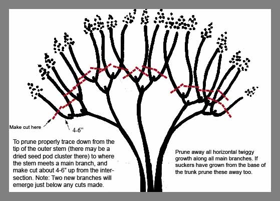 [Pruning_crape_myrtle33.jpg]