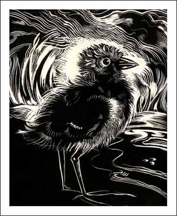 [moorhen+chichsm.jpg]