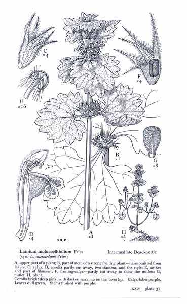 [stella+dead+n.jpg]