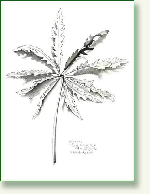 [leafpencil.jpg]