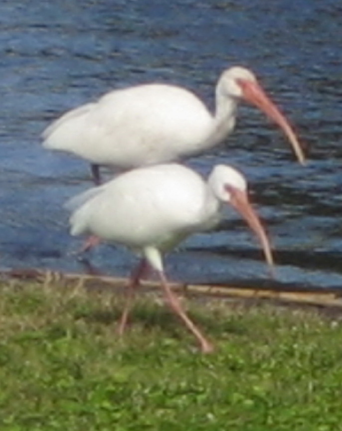 [crop+ibis.jpg]