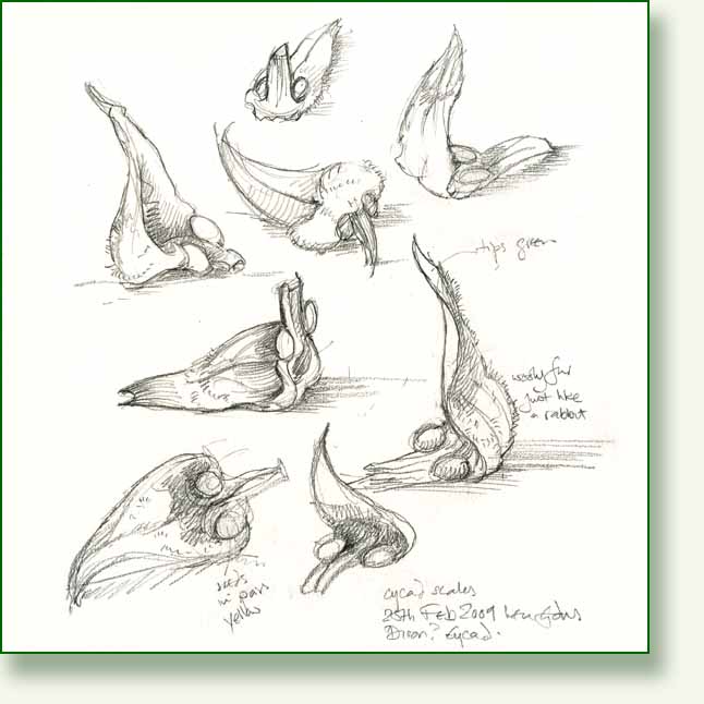 [cycad+sketches.jpg]