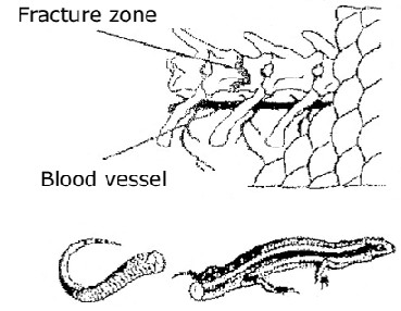 [reptiles_image_8888.jpg]