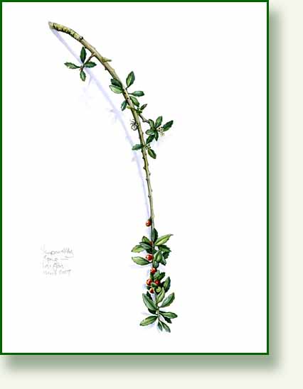 [yaupon+holly+sprig.jpg]