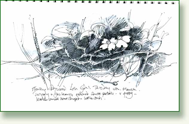 [dogwood+sketch.jpg]