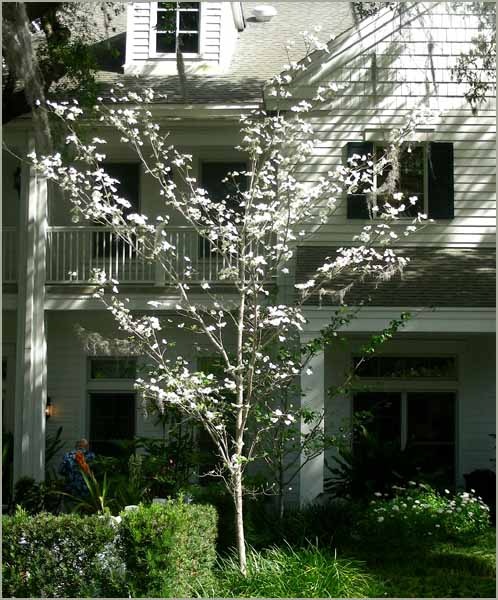 [dogwood+tree.jpg]