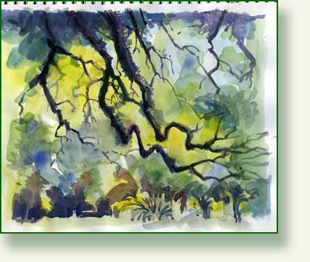 [live+oak+sketch.jpg]