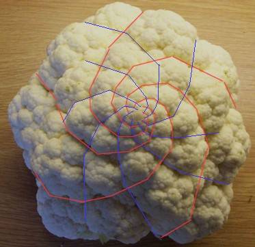 [cauli+flw.jpg]
