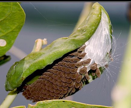 [seed+small.jpg]