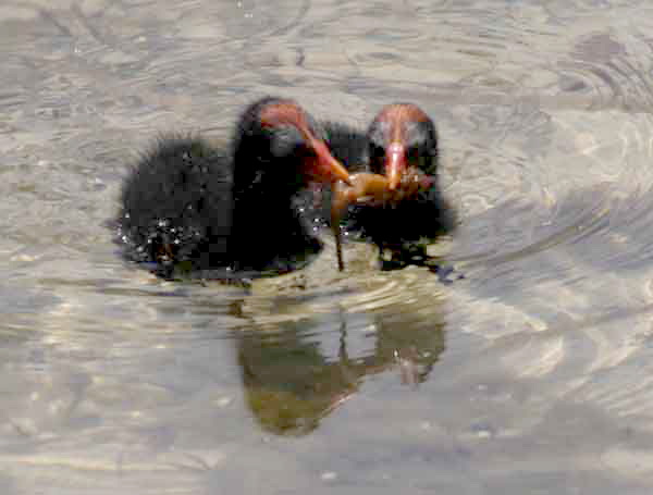 [chicks2.jpg]