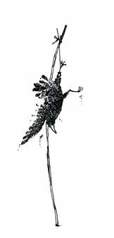[rook+pen4.jpg]