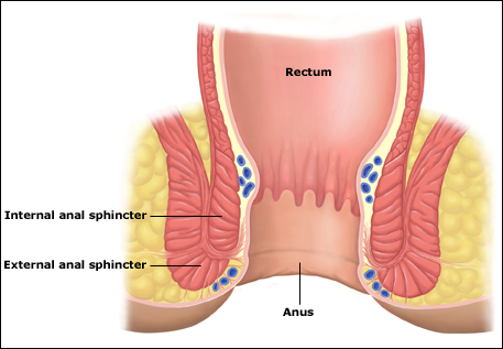 Anal Sphincter Muscles Diagram 40