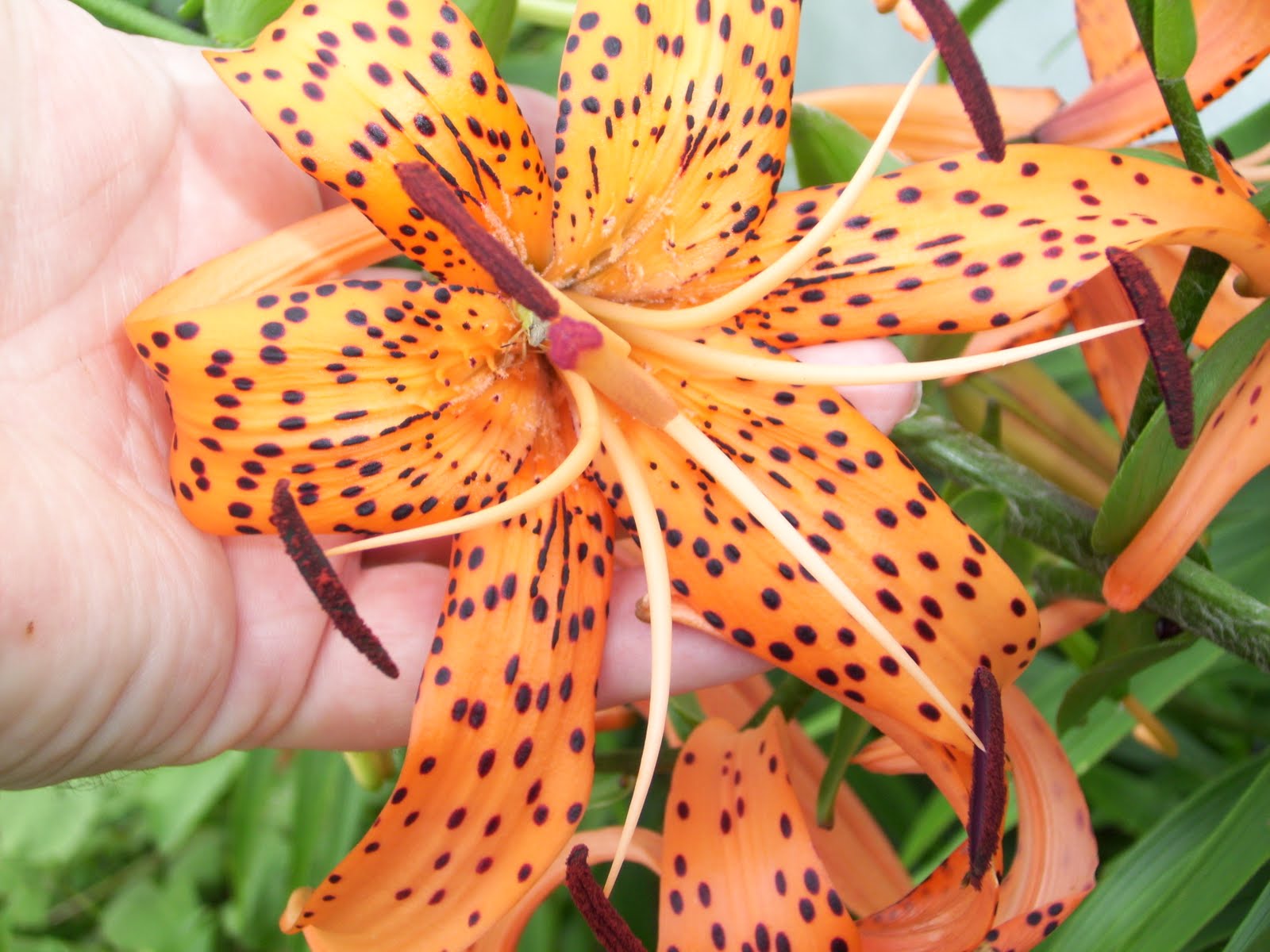 The Eclectic Scientist! Tiger Lilies and what's this flower (again)