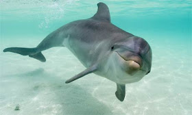 http://3.bp.blogspot.com/_j3fNHDfppIM/TMgnxa9it2I/AAAAAAAAAD0/XHbOd2UdnUk/s1600/bottlenose-dolphin1.jpg