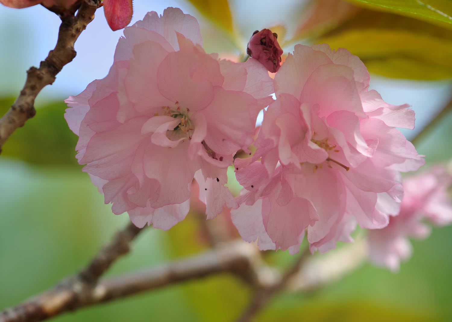 The Amazing Life Today's Flowers 92 May in the Garden of Cape Cod