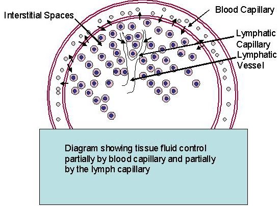 Human Anatomy & Physiology and Renal Disorders