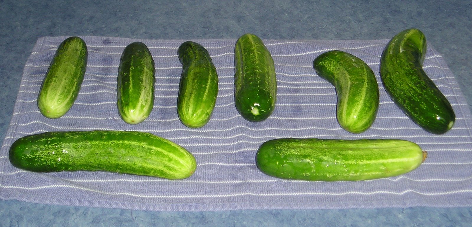 [cucumber2.jpg]