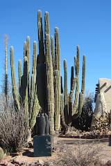 Cactuses in the garden