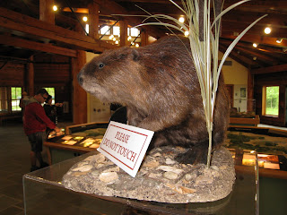 Beaver at the Frank R. Lautenberg Visitor Center