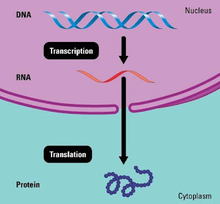 Chapter 10: The Structure and Function of DNA: The Flow of ...