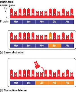 Chapter 10: The Structure and Function of DNA: The Flow of Genetic ...