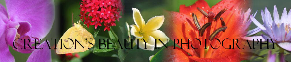 Beauty in Photography