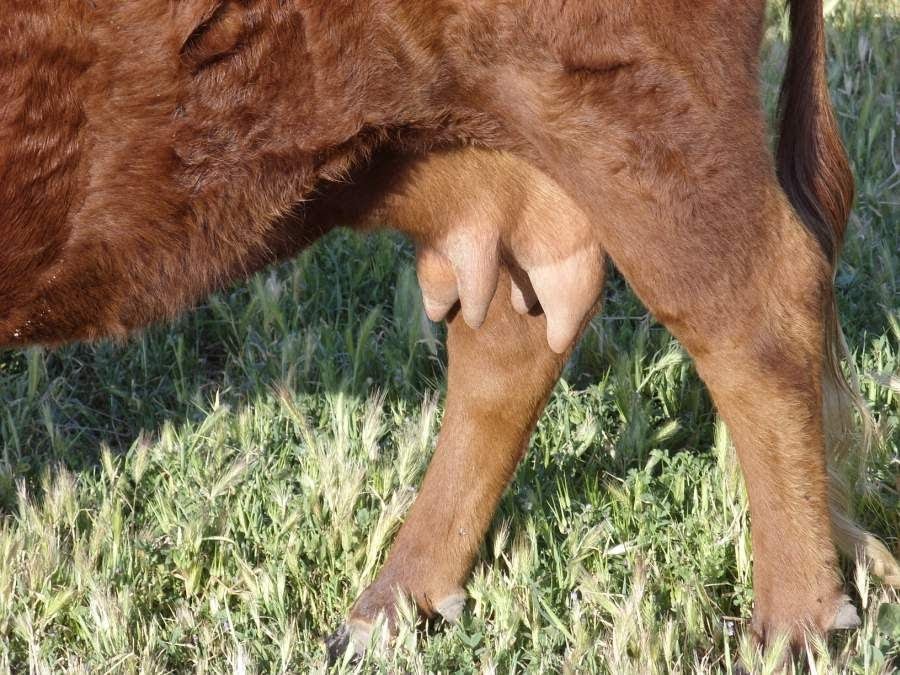 udder-5.jpg