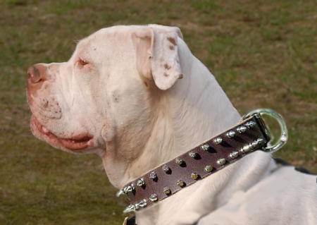 American Bulldog supplies: Leather Double Row Spiked Collar for