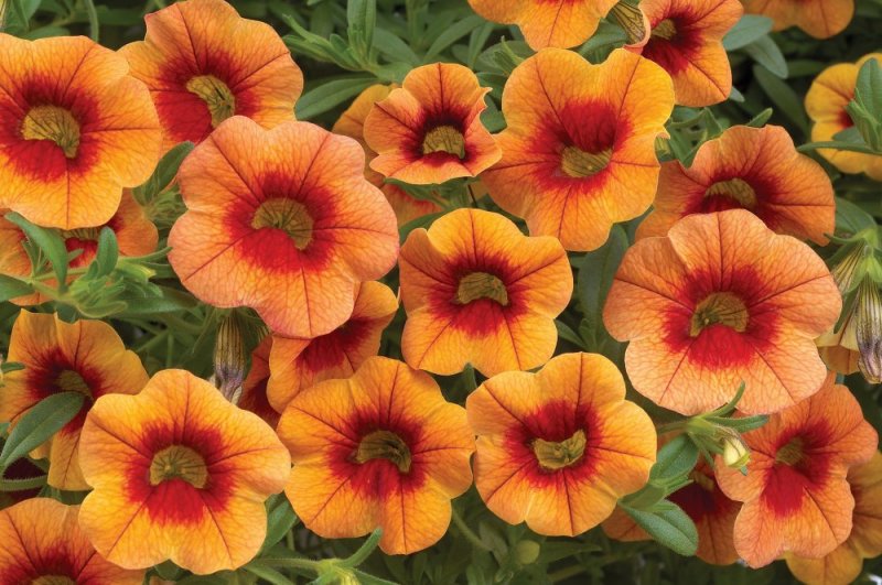 Gardening in Vermont Perennials and Annuals CALIBRACHOA (AKA