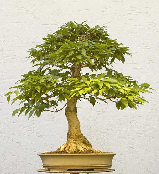 Walter Pall Bonsai Adventures Time to cut back beech