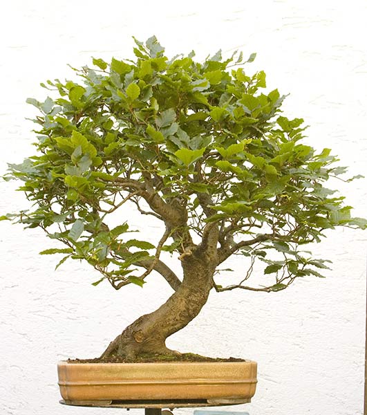 Walter Pall Bonsai Adventures Time to cut back beech