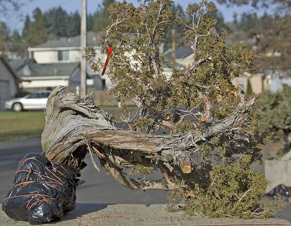7 Best Cottonwood Images In 2018 Hibiscus Plants Garden Plants