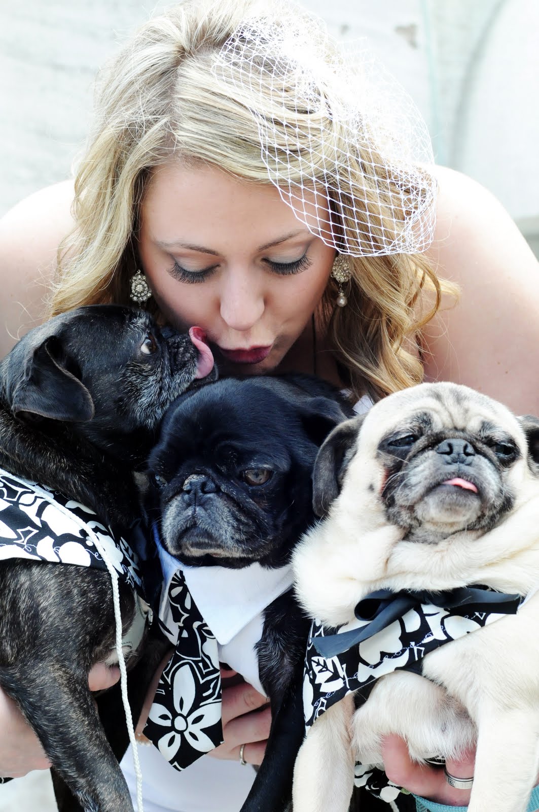Miss Pug's Pawfect Wedding: Our Pawfect Wedding: Pugs & Us