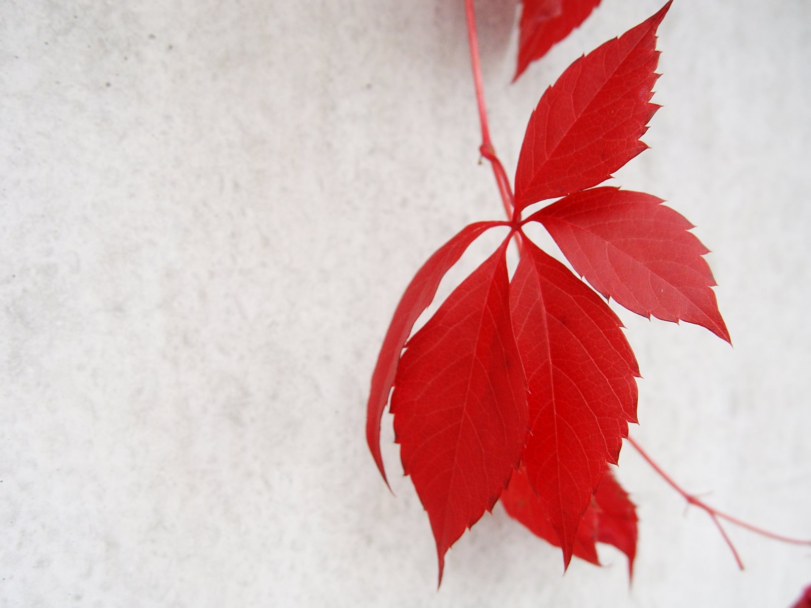 [red+autumn+leaves.jpg]