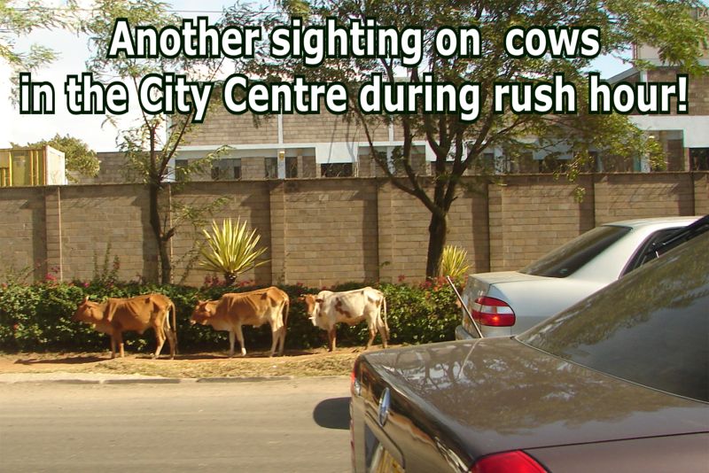 [09-04-21BG+Another+sighting+of+cows+in+the+city+centre.jpg]