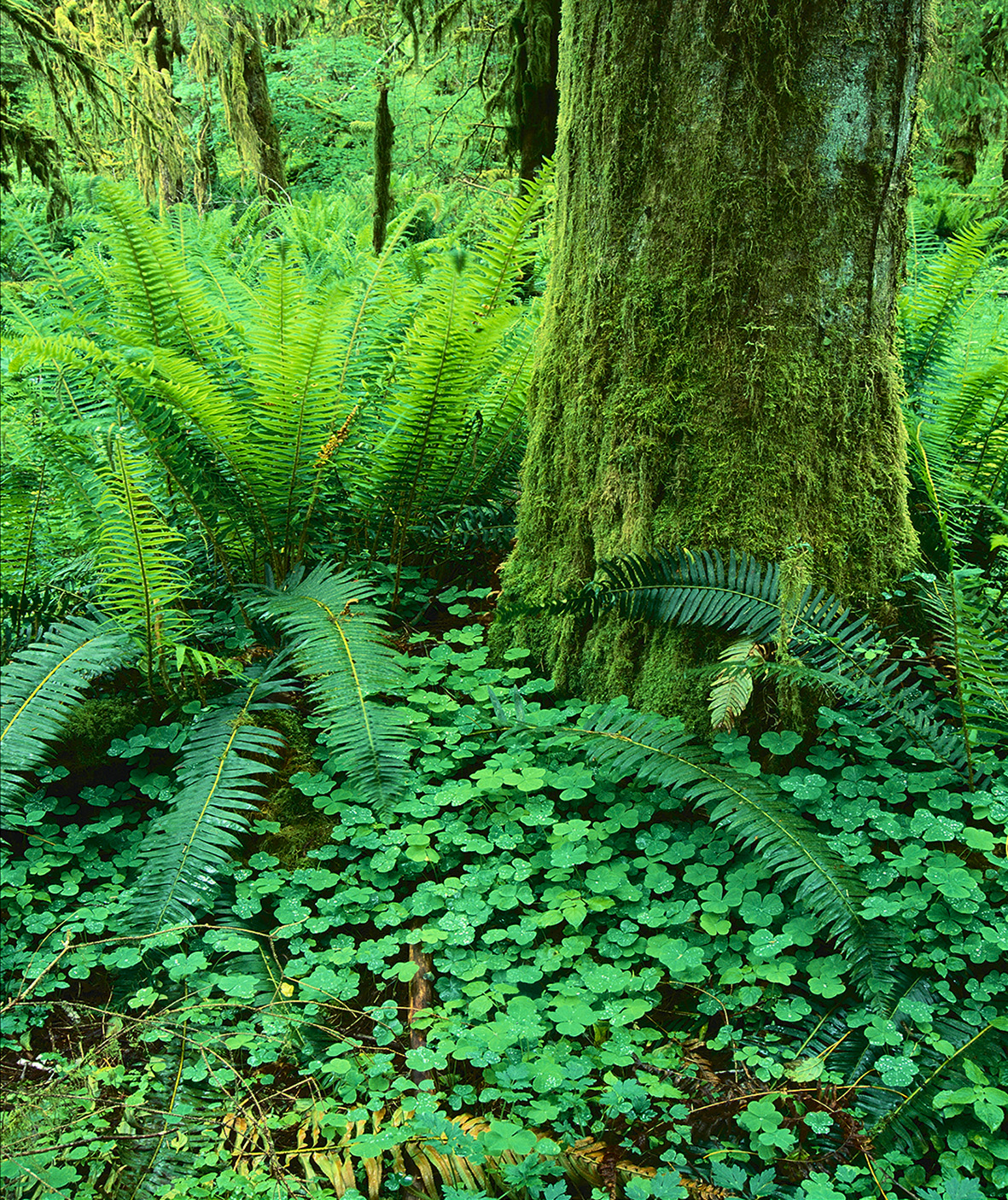 EYES WIDE OPEN Grün