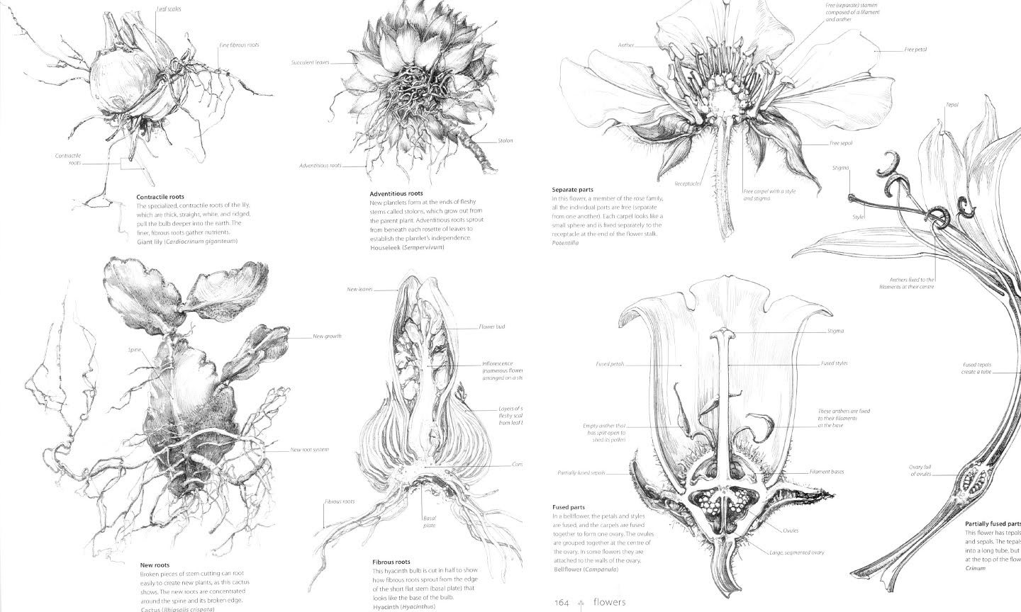 Sarah simblet botany for the artist pdf