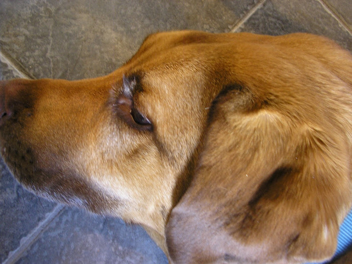 Cosmo the Wonder Dog