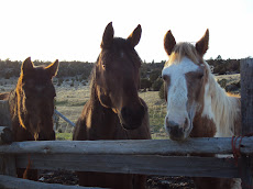 Waiting for Hay!