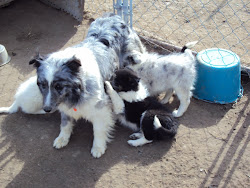 Blue Merle Mother Sheltie and Pups