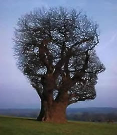 http://3.bp.blogspot.com/_jPeUqgUIh84/RmW0od1GeMI/AAAAAAAAAiI/QAKSR0MeFNQ/s400/imagination-tree(1).jpg