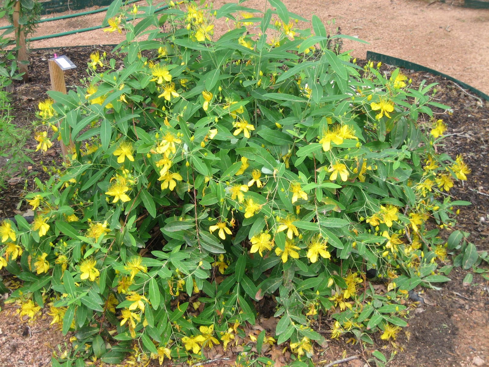 Lisa Bonassin's Garden What's Blooming Now St. John's Wort 05/17/10