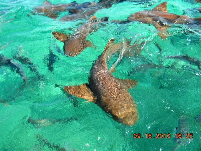 Taking Belize: Swimming with the Sharks and Stingrays - Hol Chan ...